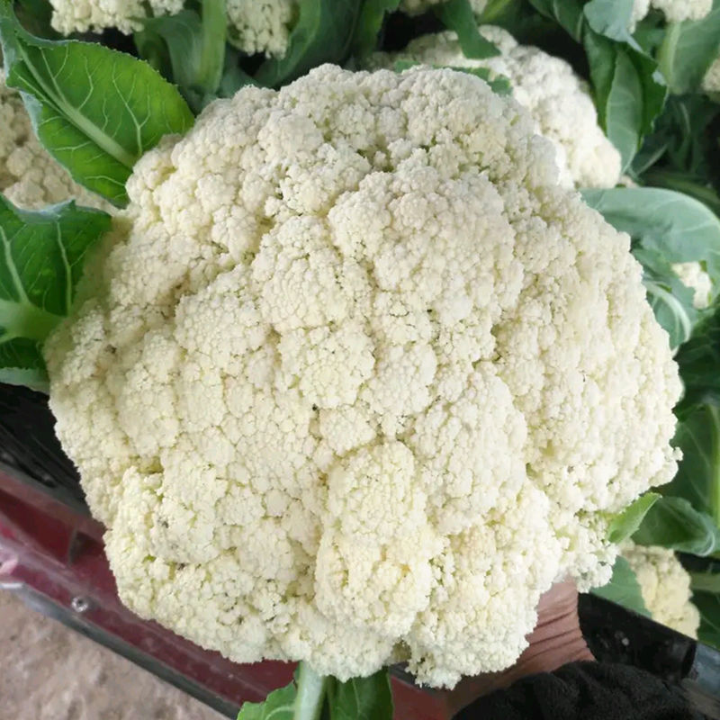 神良白玉矮脚88松花菜种子中熟青梗松花菜散花白色菜花种籽