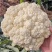神良白玉矮脚88松花菜种子中熟青梗松花菜散花白色菜花种籽