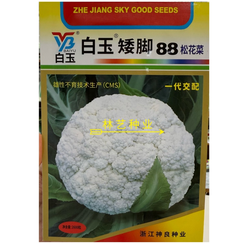 神良白玉矮脚88松花菜种子中熟青梗松花菜散花白色菜花种籽