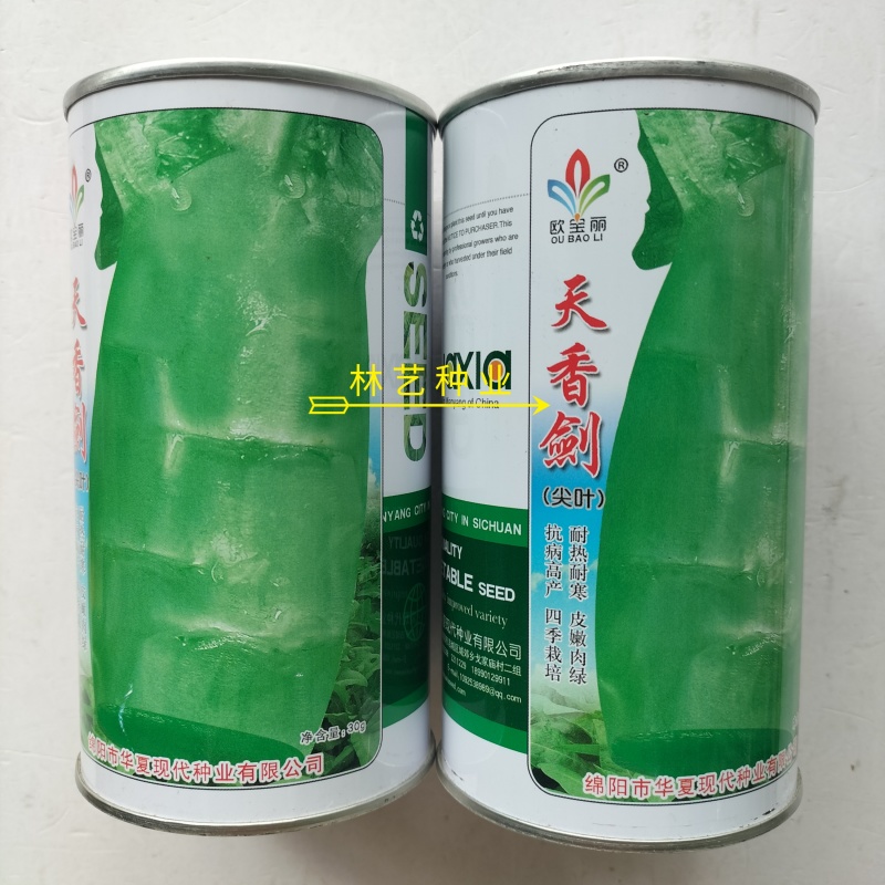 天香剑莴苣种子抗病高产四季栽培耐热耐寒皮嫩肉绿