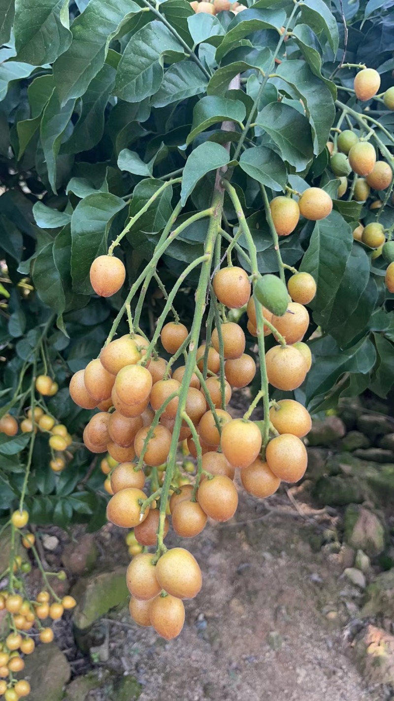 黄皮果黑金刚