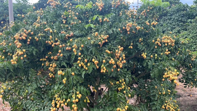 黄皮果黑金刚