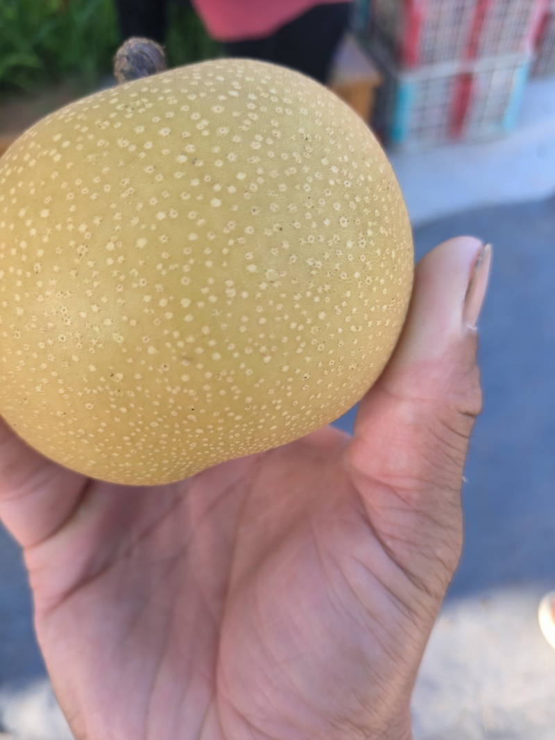 江苏大沙河蜜梨沪晶18蜜梨沪晶十八蜜梨产地直供量大优