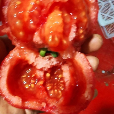 昆明产高原沙瓤普罗旺斯口感番茄西红柿批发量大从优