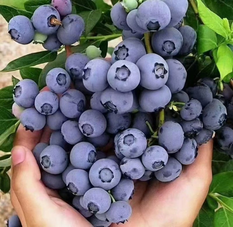 蓝莓