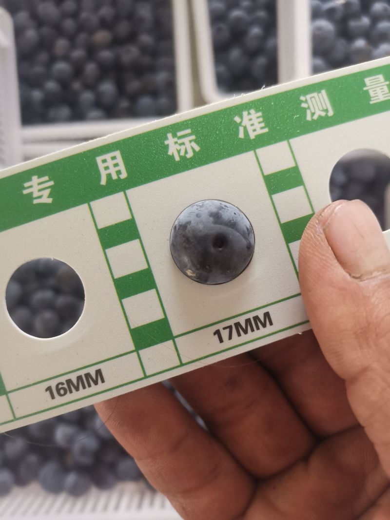 蓝莓