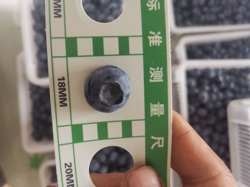 蓝莓