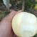 雪青梨大量上市有需要的联系我