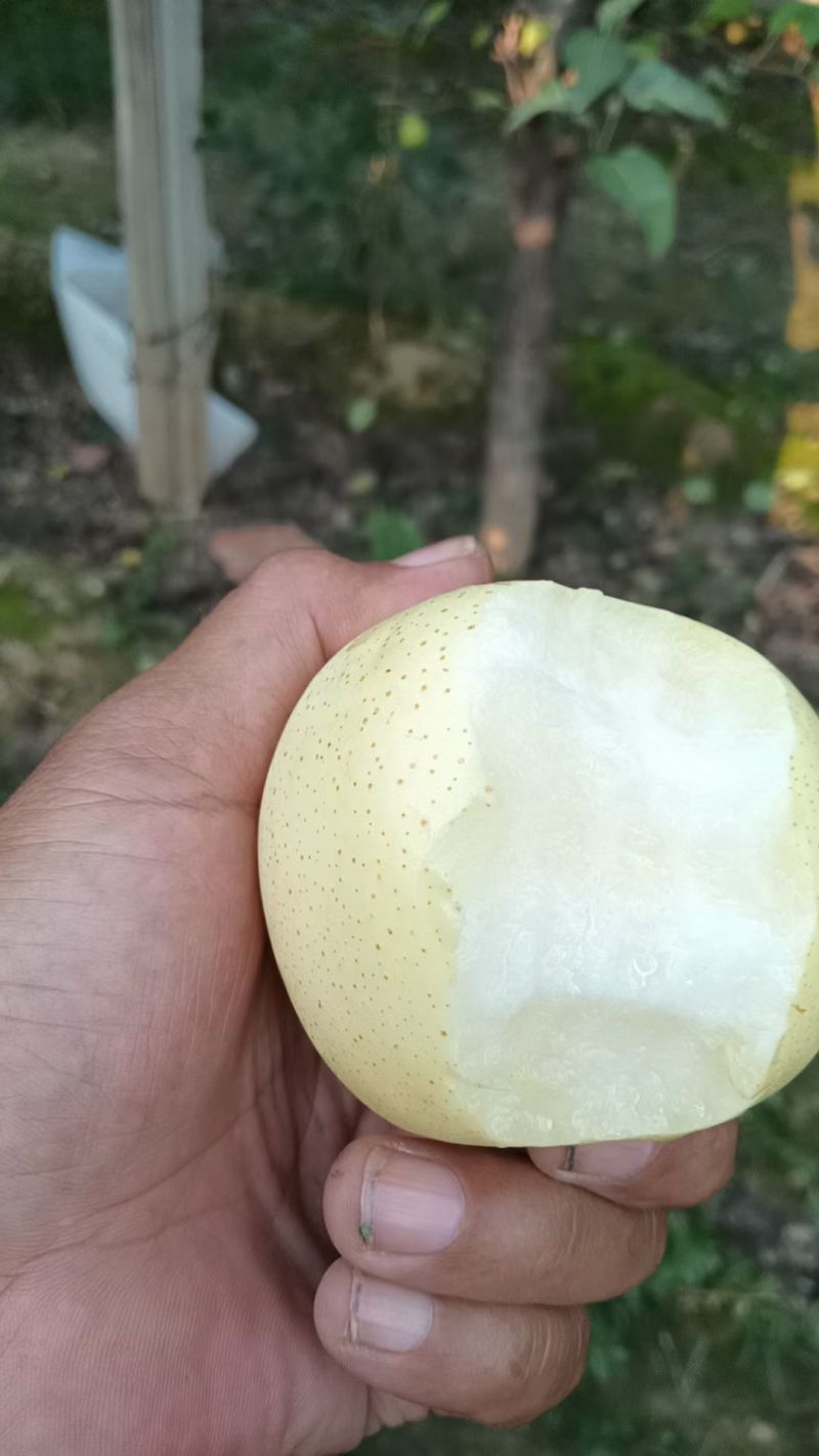 雪青梨大量上市有需要的联系我