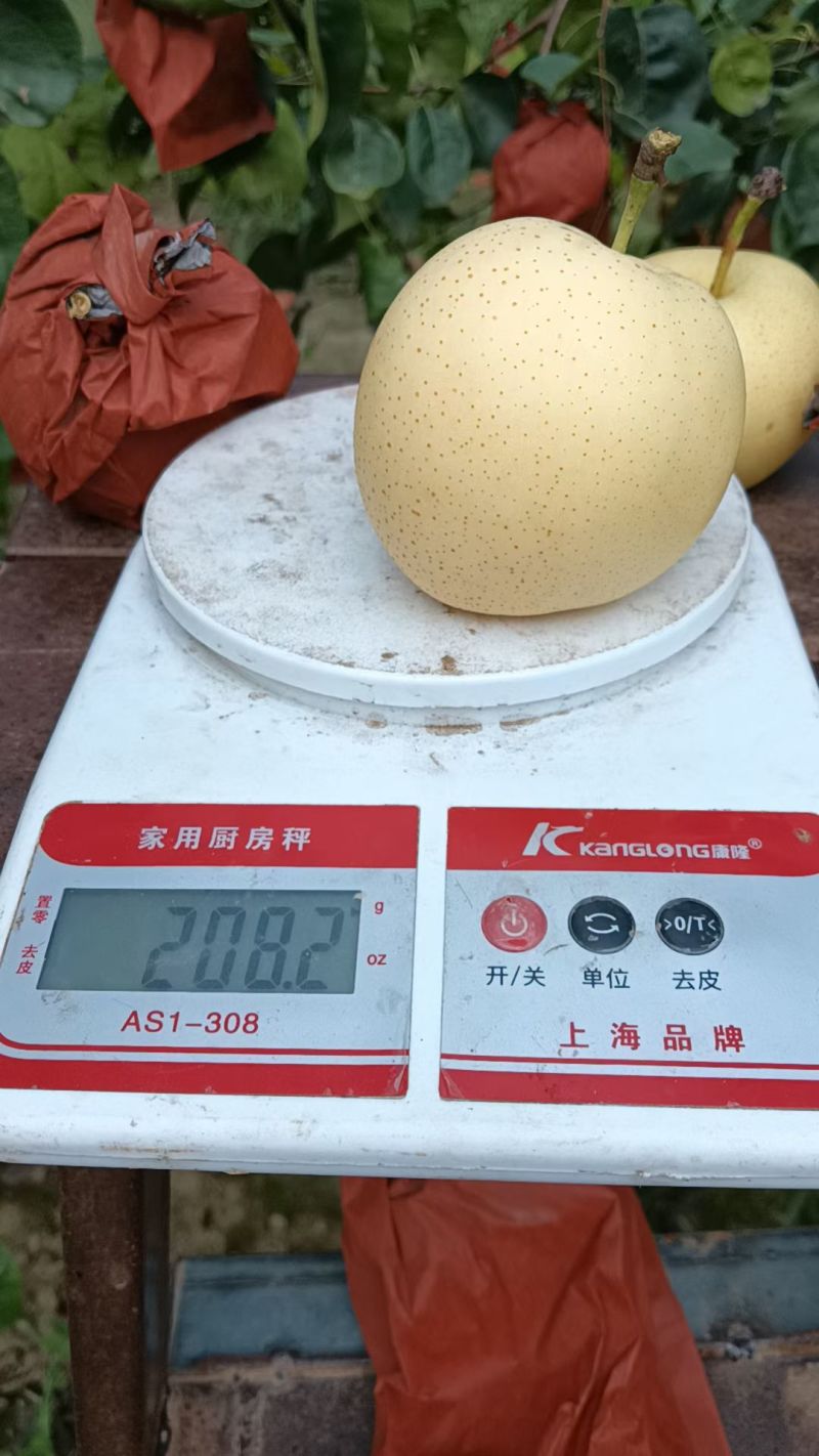 雪青梨大量上市有需要的联系我