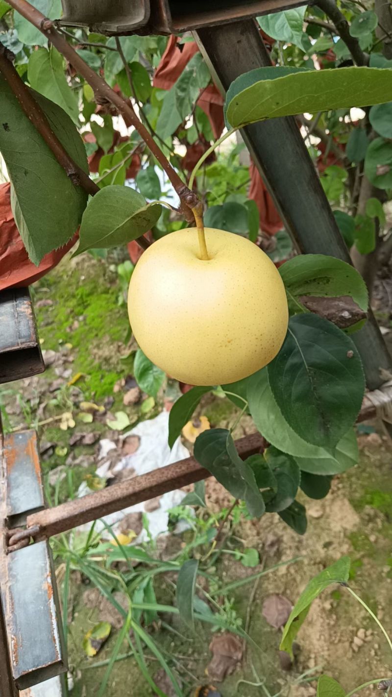 雪青梨大量上市有需要的联系我