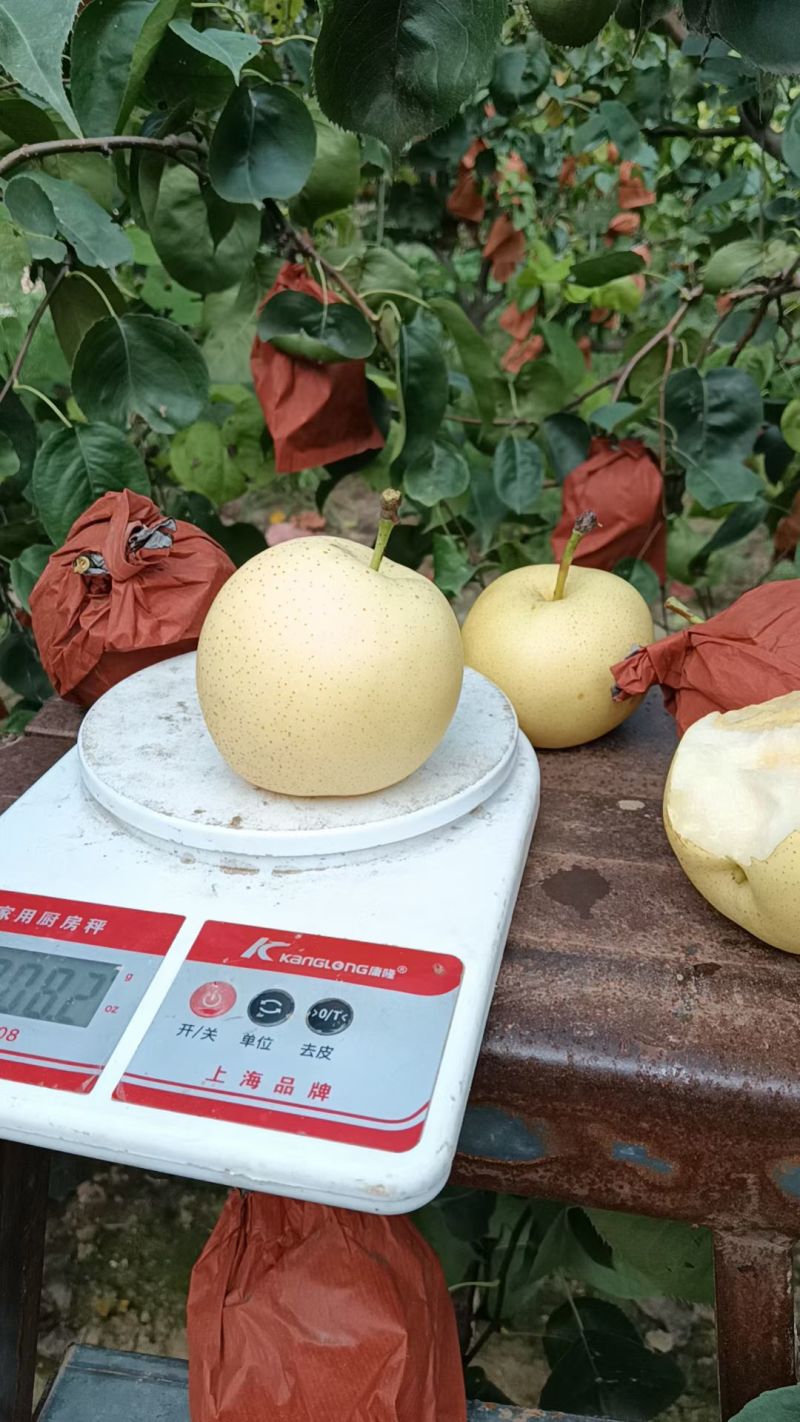 雪青梨大量上市有需要的联系我
