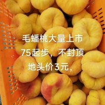 陕西汉中毛蟠桃