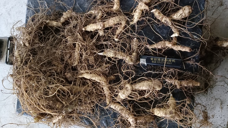 多花黄精种苗，精选全芽头，无病毒，无伤残包出芽率，包邮