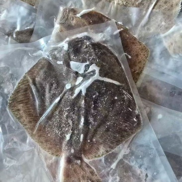 多宝鱼