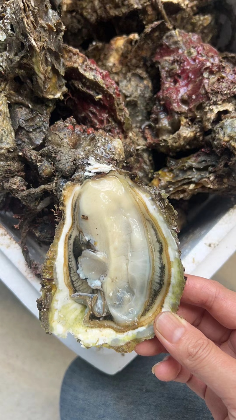 福建蚝二倍体三倍体大小包装现捞现装鲜活肥美大量批发