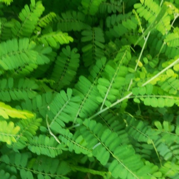 天气热了相思藤鸡骨草基地直供价格实惠