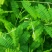 天气热了相思藤鸡骨草基地直供价格实惠