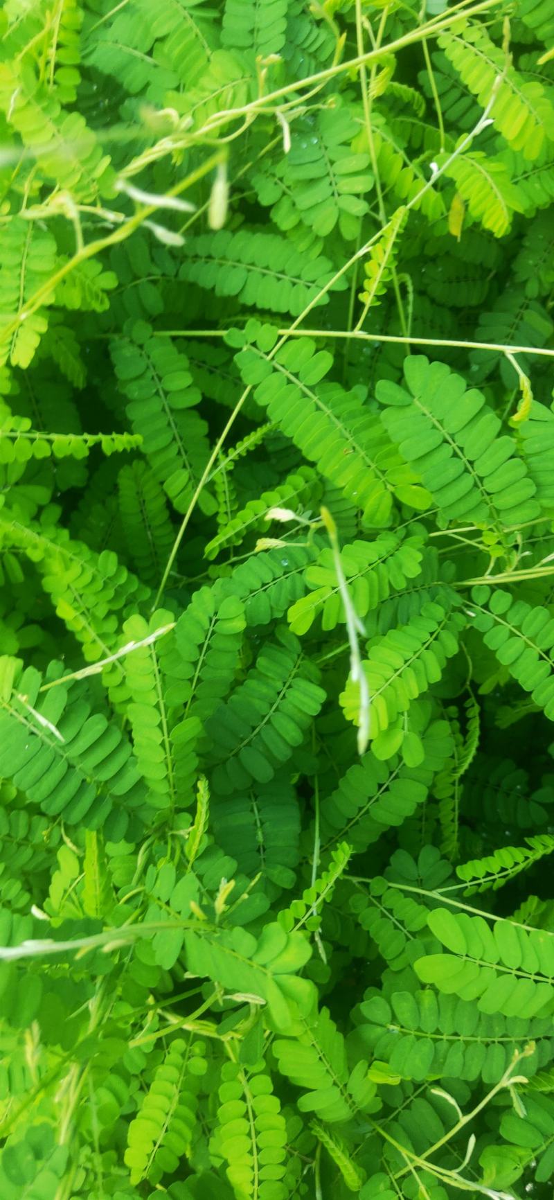 天气热了相思藤鸡骨草基地直供价格实惠