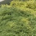 大量出售槐米