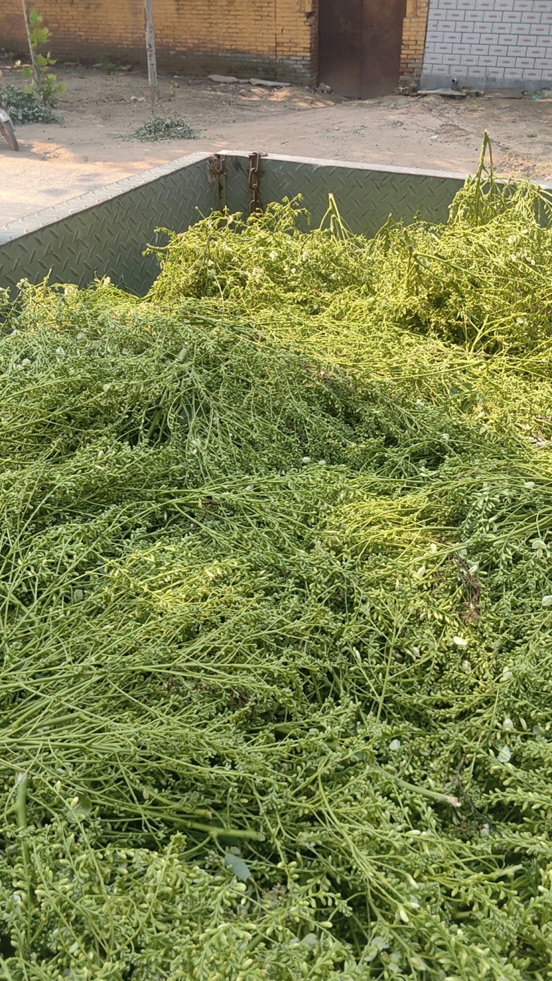 大量出售槐米