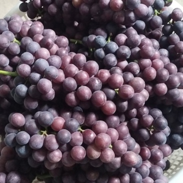 夏黑葡萄🍇