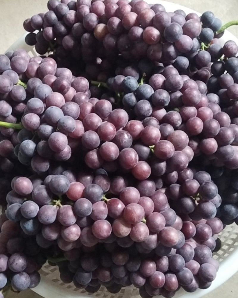 夏黑葡萄🍇