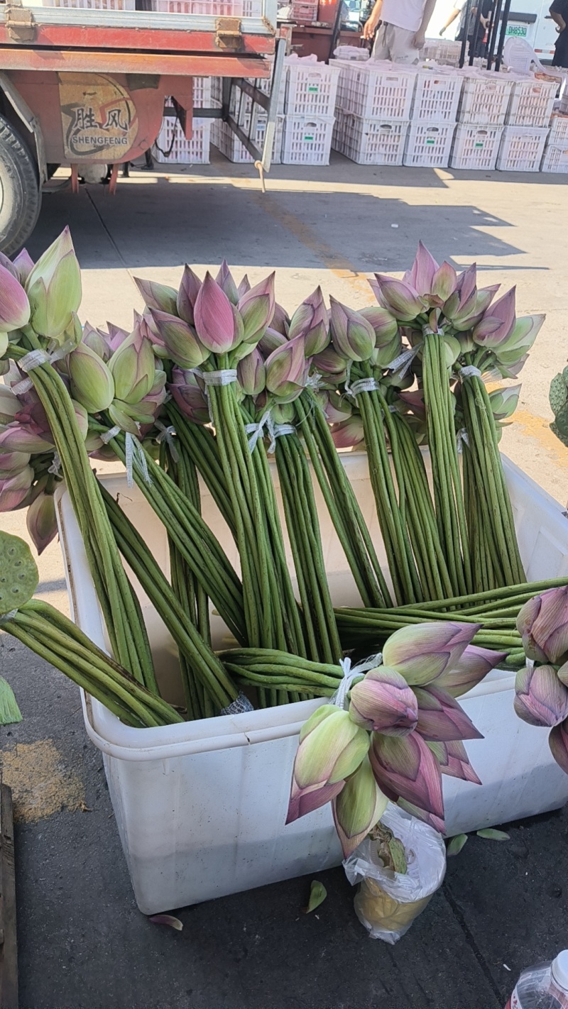 莲蓬头，荷花，带杆莲蓬，