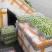 莲蓬头，荷花，带杆莲蓬，