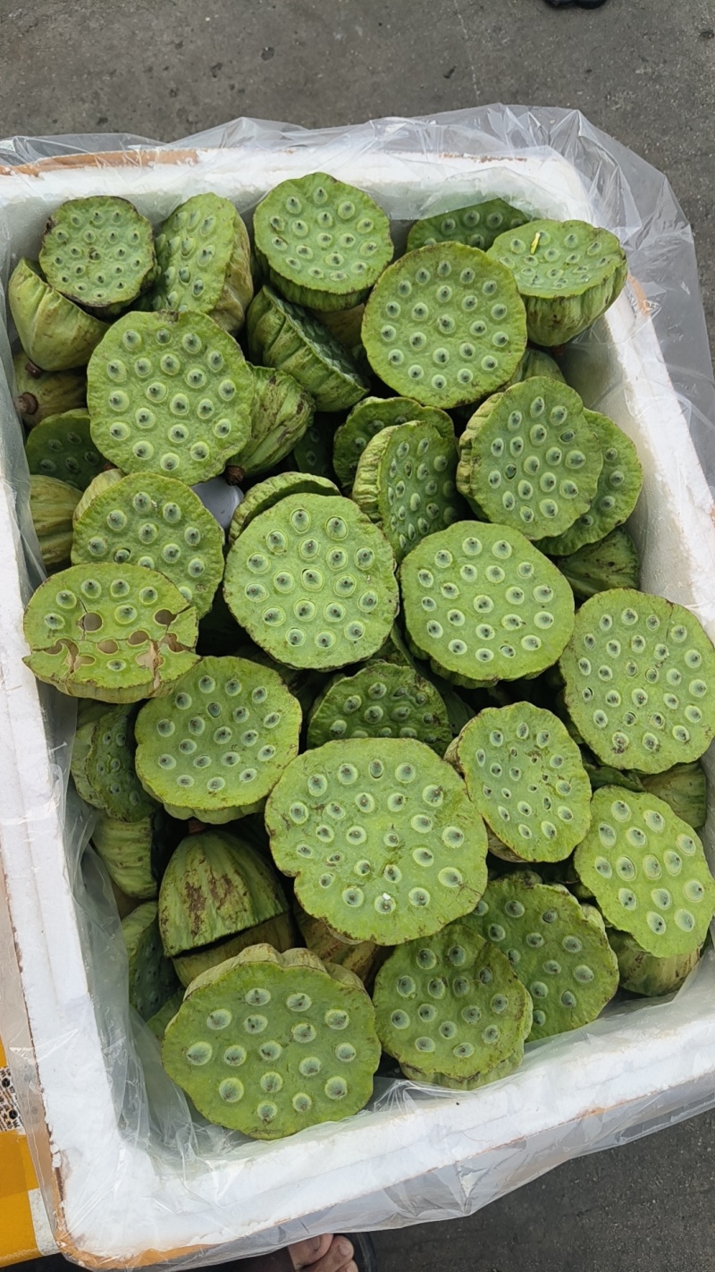 莲蓬头，荷花，带杆莲蓬，