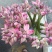 莲蓬头，荷花，带杆莲蓬，