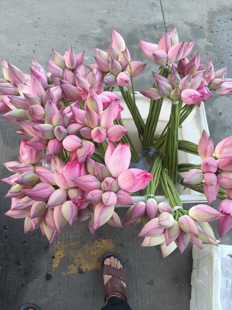 莲蓬头，荷花，带杆莲蓬，