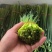 韭苔昌黎韭苔大量上市供应全国各大市场超市