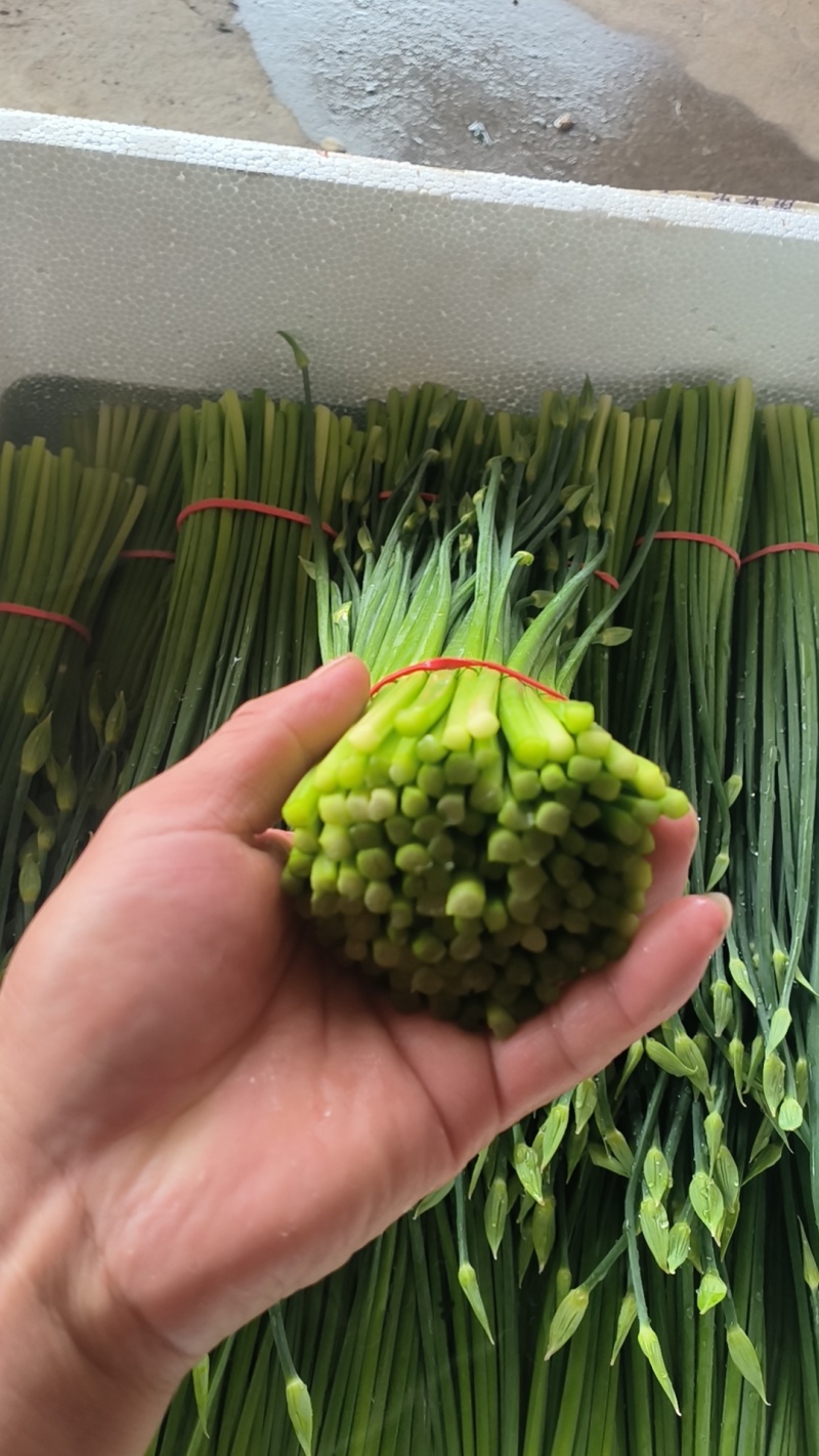 韭苔昌黎韭苔大量上市供应全国各大市场超市