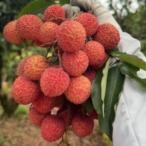 自家种植桂味荔枝，田地现摘现出货