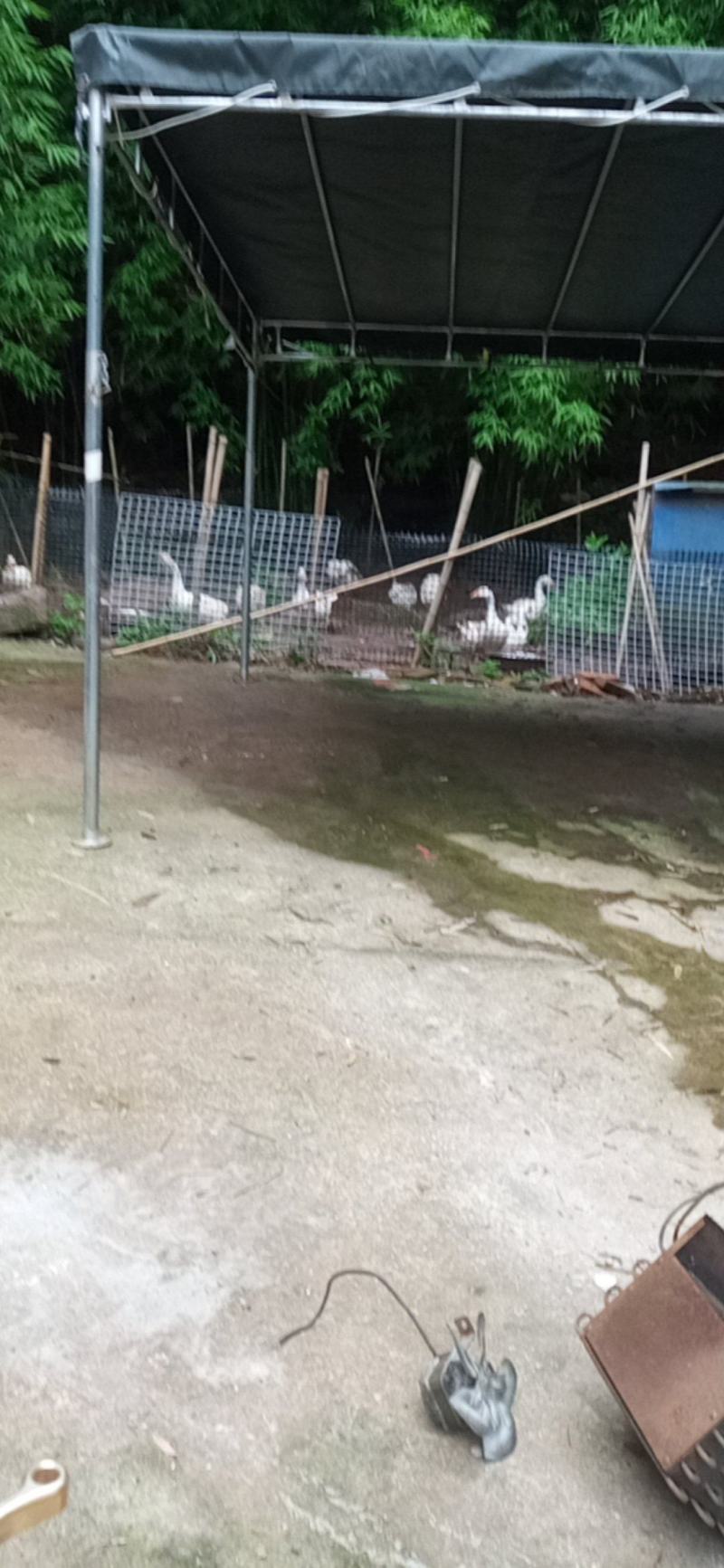 农村土鹅。