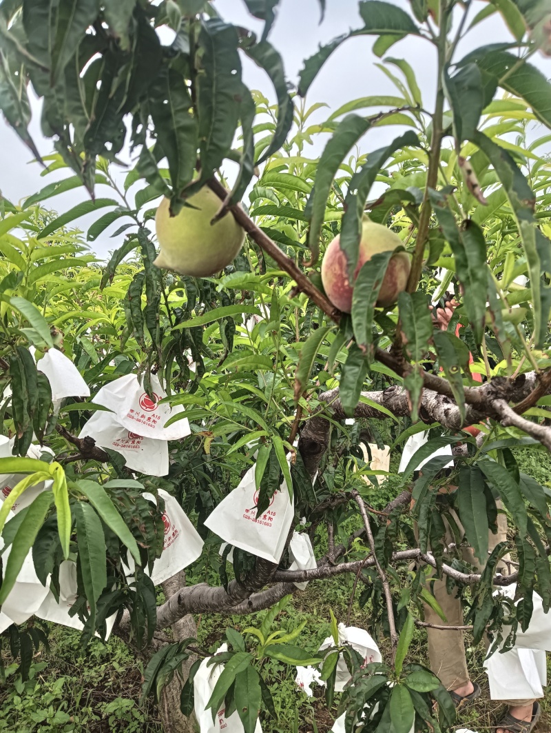 云南鹰嘴桃