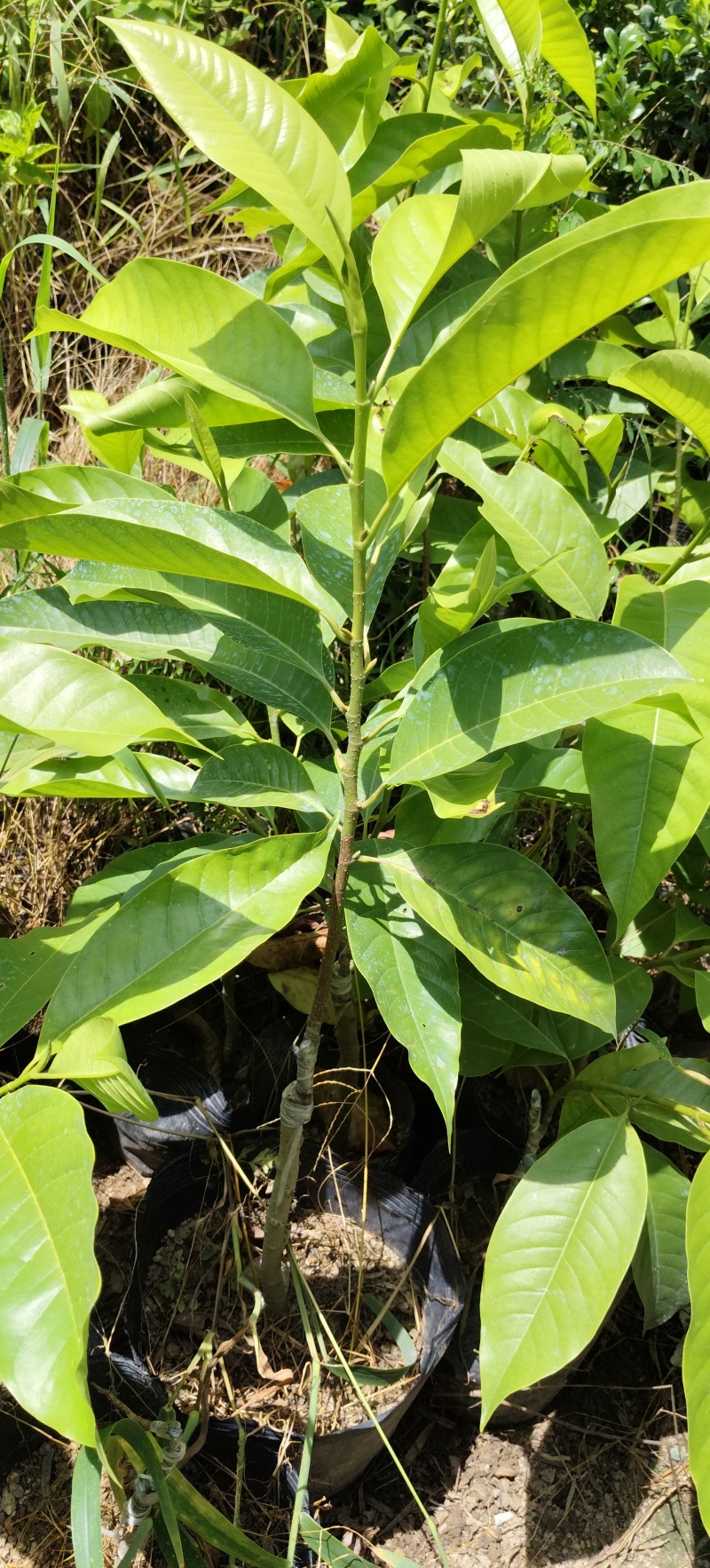 正品嫁接白玉兰苗