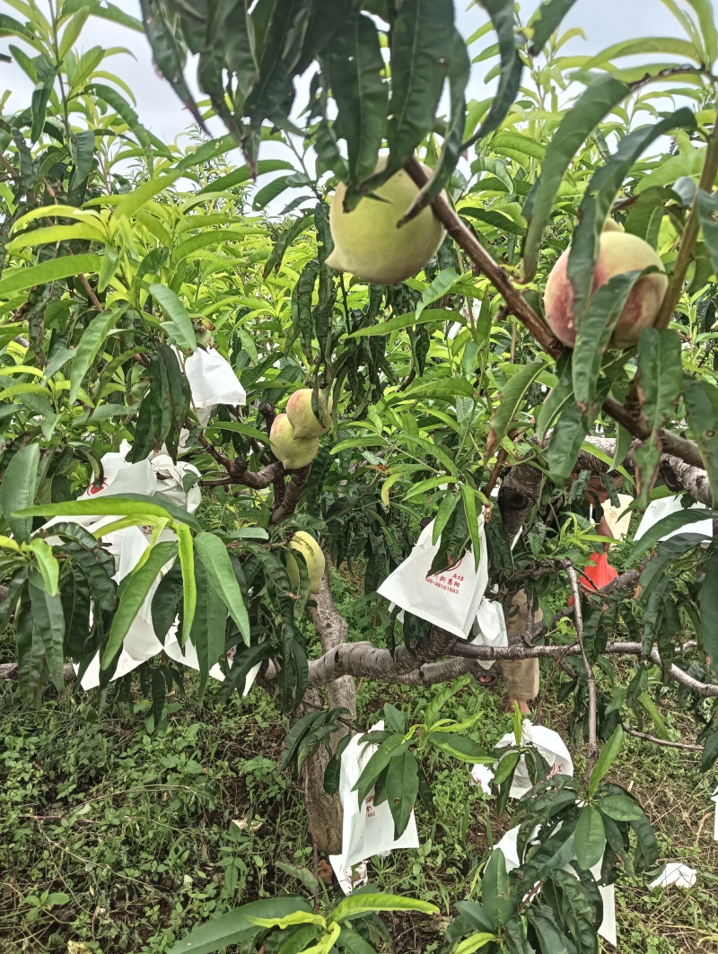 云南鹰嘴桃