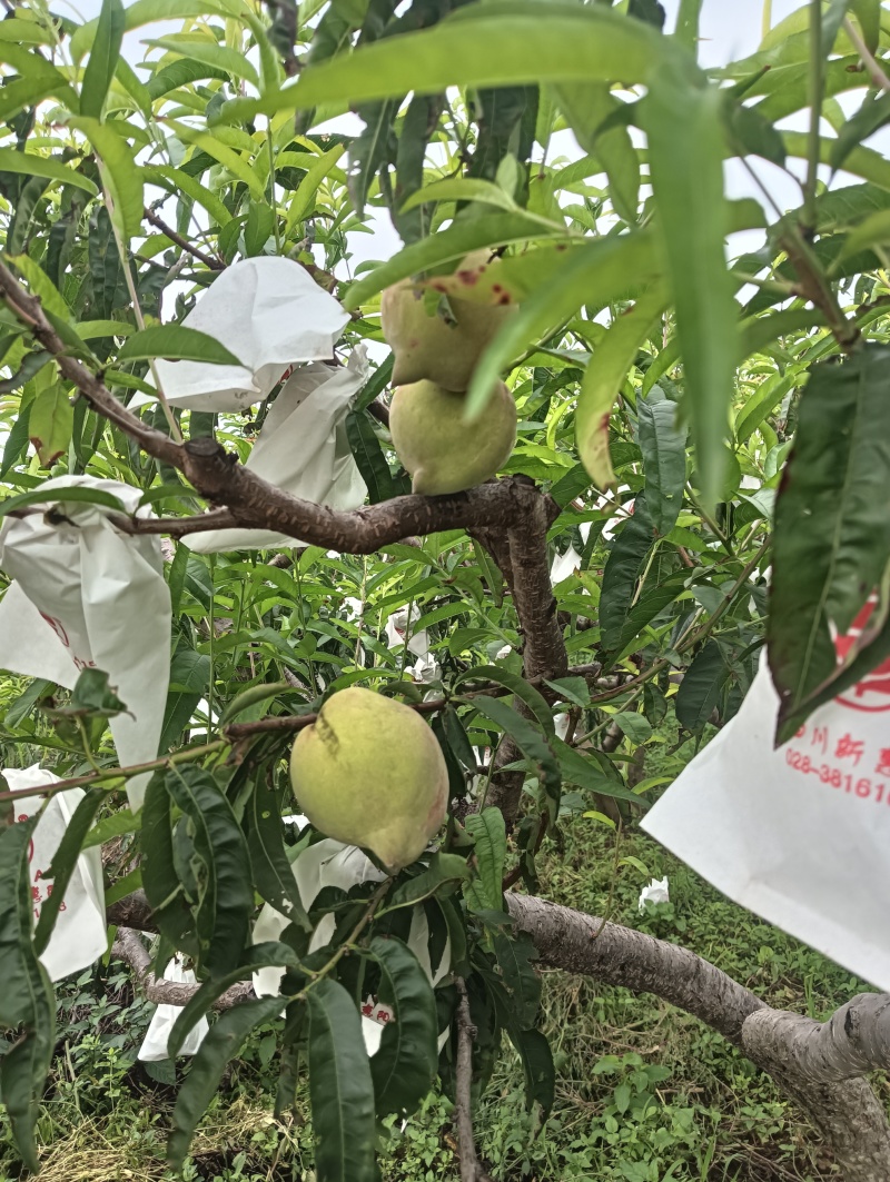 云南鹰嘴桃