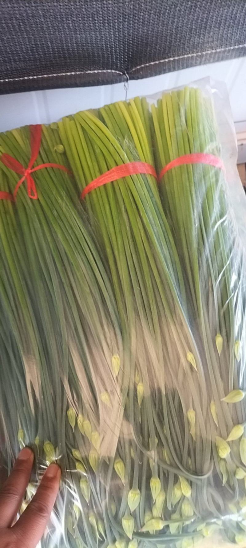 精品韭苔大量有货需要可以联系，质量**，刚上市价钱美丽