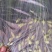 精品韭苔大量有货需要可以联系，质量**，刚上市价钱美丽