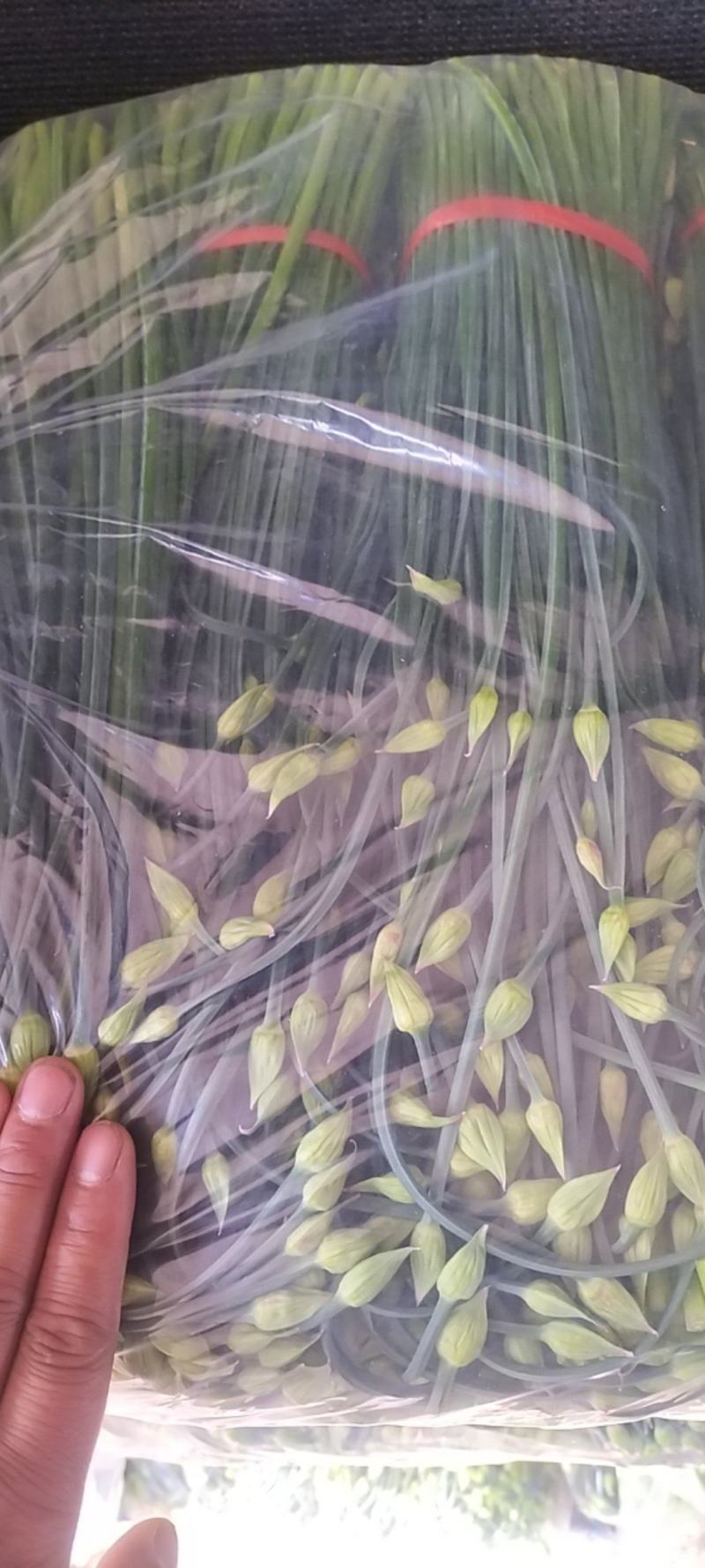 精品韭苔大量有货需要可以联系，质量**，刚上市价钱美丽