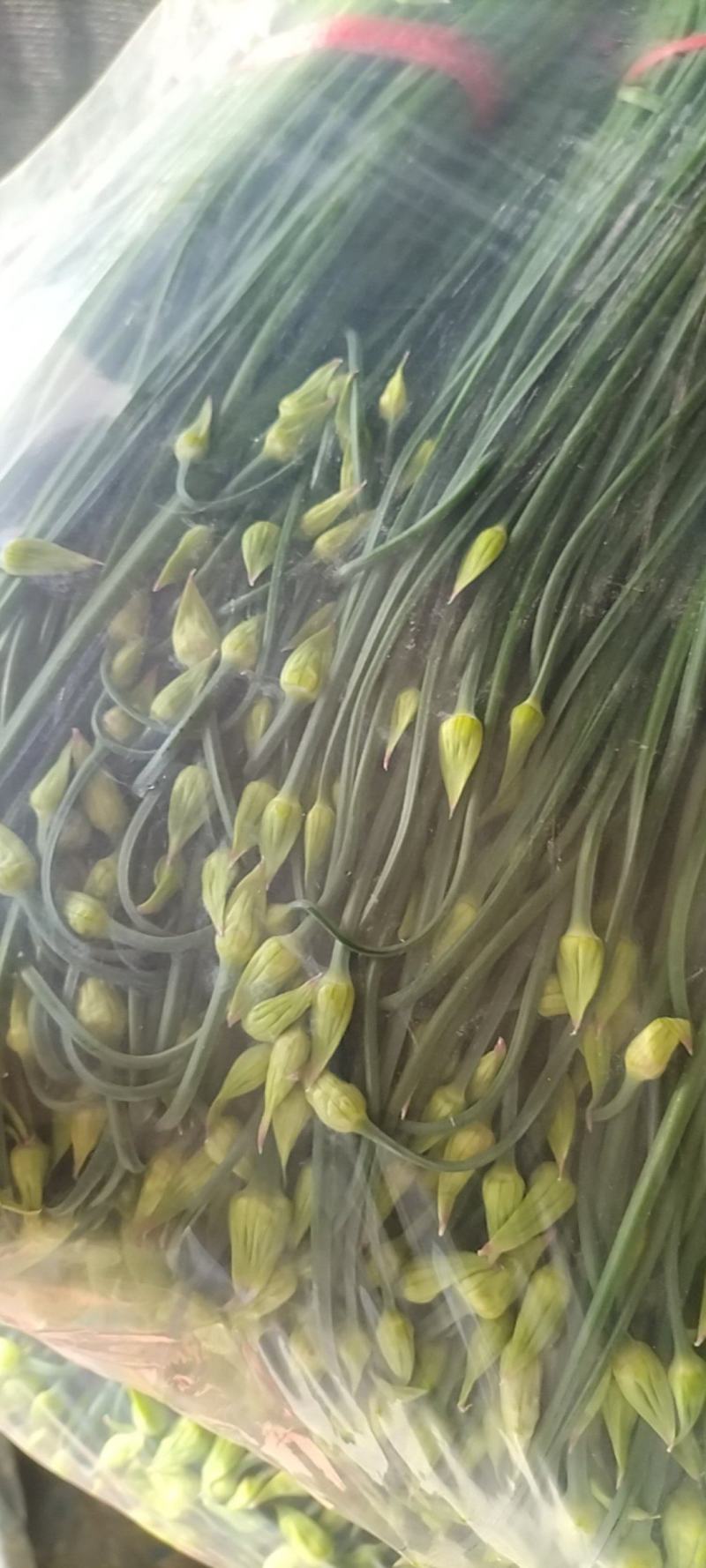 精品韭苔大量有货需要可以联系，质量**，刚上市价钱美丽