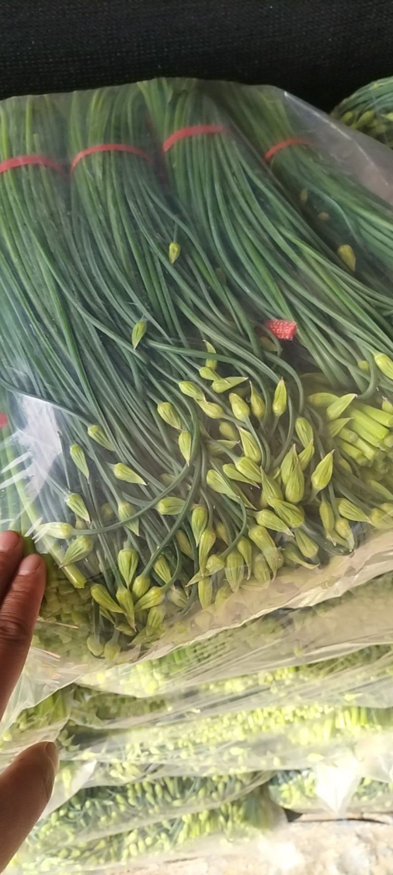 精品韭苔大量有货需要可以联系，质量**，刚上市价钱美丽