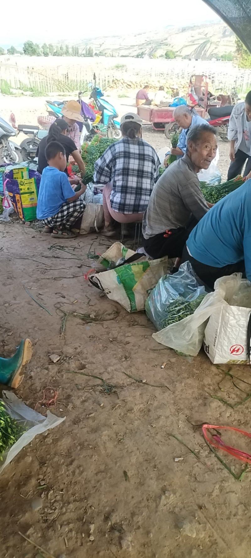 精品韭苔大量有货需要可以联系，质量**，刚上市价钱美丽