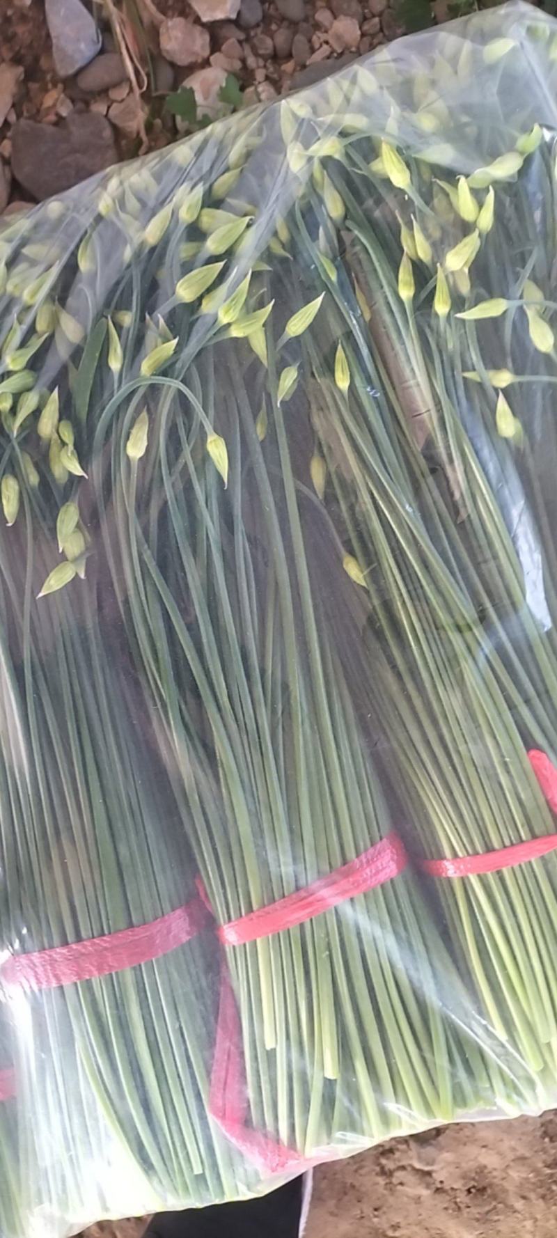 精品韭苔大量有货需要可以联系，质量**，刚上市价钱美丽