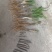 仙茅