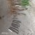仙茅