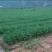 绿色生态:韭菜，韭黄，百合，中药材等